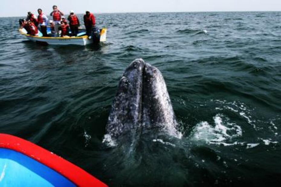 Los atractivos de la Reserva de la Biósfera El Vizcaíno que debes conocer