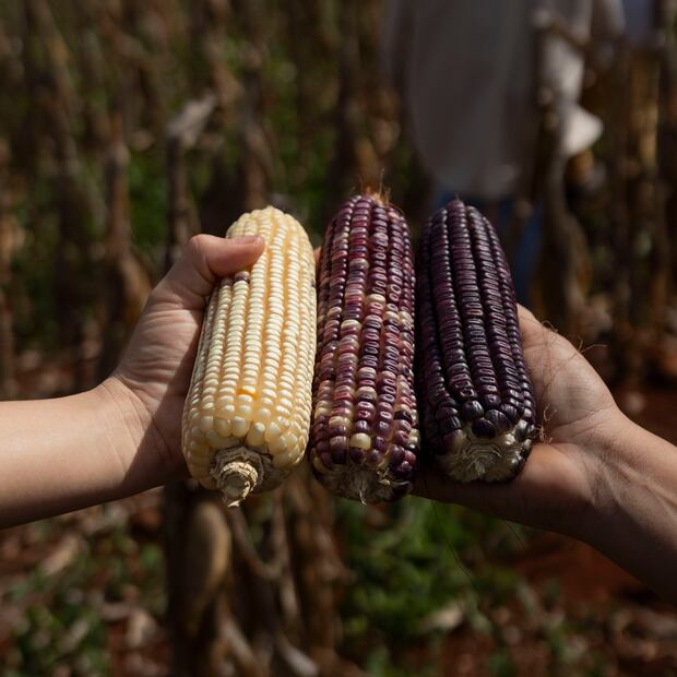Foto: Cortesía Pancho Maíz