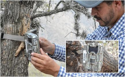 Realizan acciones de conservación y protección de puma y gato montez en Actopan, Hidalgo