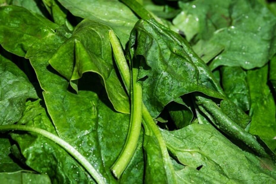 Así puedes mantener frescas las espinacas en el refrigerador