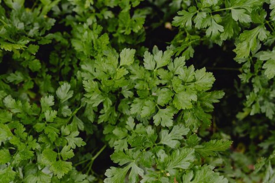 El cilantro es un complemento seguro y beneficioso para la dieta de los perros. Fuente: Freepik.