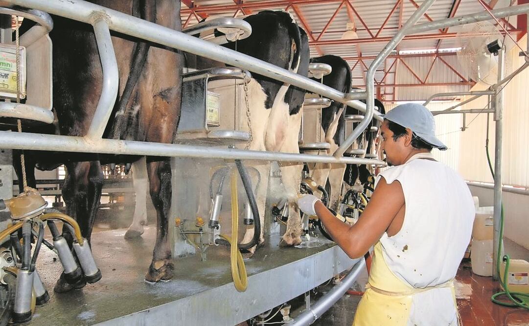 En el mercado de lácteos, 42.7% de las ventas son leche natural, 19.9% yogurt y le siguen quesos, con 12.6%, cremas, 8.3%, y saborizada, 5.6%. Foto: Archivo/ EL UNIVERSAL.