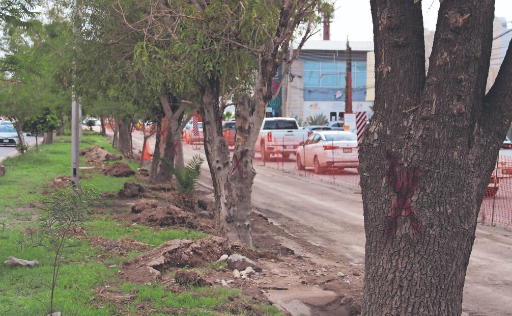 Diversos grupos se manifestaron contra la tala de árboles, mientras que otros crearon peticiones en plataformas como Change.org para recabar firmas que exijan el respeto al poco patrimonio ecológico. Fotos: de Francisco Rodríguez