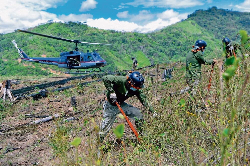 Soldados peruanos destruyen una plantación ilegal de coca en el Valle de los Ríos Apurimac, Ene y Mantaro. Cocaína de AL inunda Europa, revela un informe. Foto: AFP