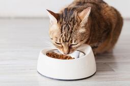 ¡No lo dejes pasar! Las mejores ofertas en comida para gatos de hasta 35% de descuento en Amazon México