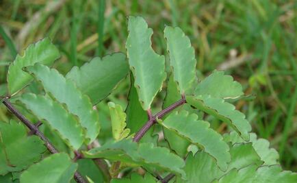 La bruja, una seductora planta que acaba con la existencia de otras especies