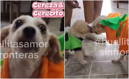 ¿Qué pasó con Cereza y Cerecito tras la explosión de pipa de gas? Refugio de perritos lanza mensaje que ilusiona a usuarios