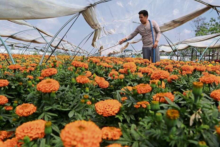 Se ha podido confirmar que las semillas que adquieren los productores no son transgénicas, sino una variedad hibrida de dos especies nativas. Foto_ Archivo | El Universal