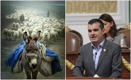 Citlalli Hernández choca con panista Triana en Twitter por imagen de burro y borregos