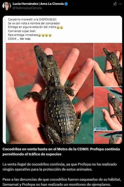 Activista denuncia tráfico de cocodrilos en redes sociales. Foto: Captura de pantalla