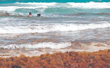 9 cosas que debes saber sobre el sargazo antes de tus vacaciones