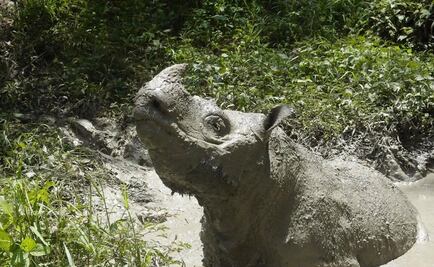 Reportan muerte de “Tam”, el último rinoceronte macho de Sumatra