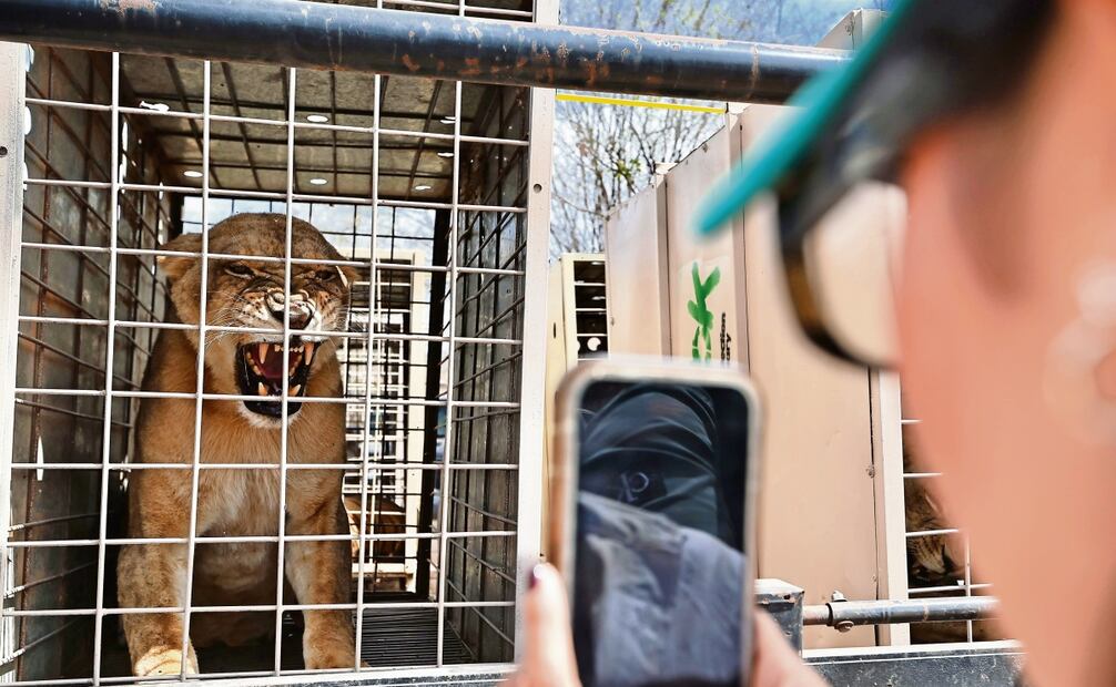 Por la complejidad de su manejo, desde el pasado lunes, seis felinos fueron medicados con calmantes para adormecerlos y facilitar su movilización, informó uno de los especialistas. Foto: Berenice Fregoso / EL UNIVERSAL