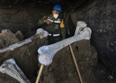 World’s largest mammoth central found in Mexico's new airport could solve the riddle to their extinction