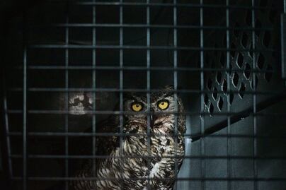 Recorren las calles para salvar animales