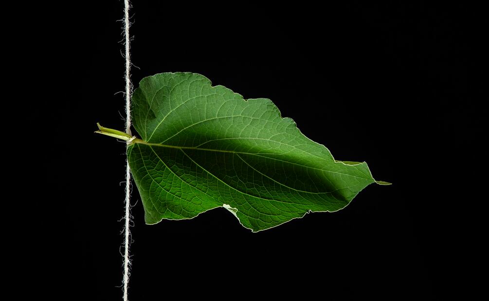 Siete hierbas para usar en la cocina.
Hoja santa. Foto: Jorge Garaiz / El Universal