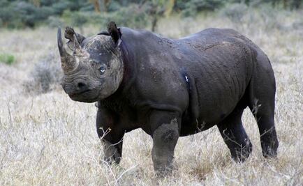Hombre caza rinoceronte negro tras pagar 350 mil dólares