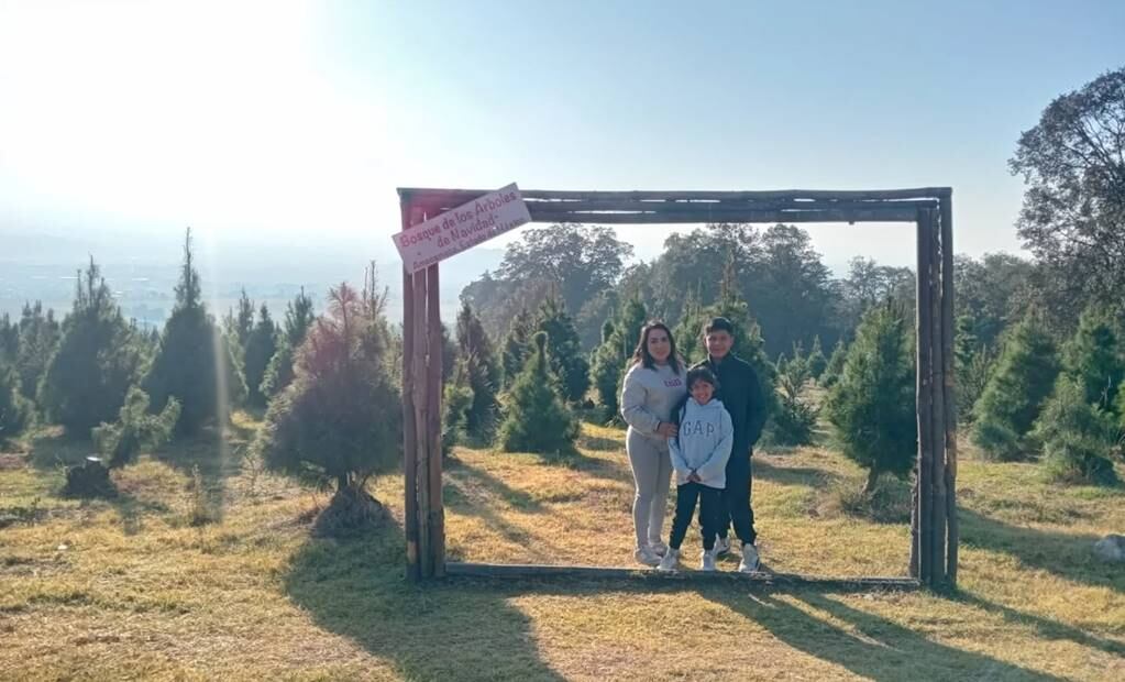 Foto: Bosque de los Árboles de Navidad