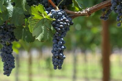 Las vendimias y novedades en Baja California