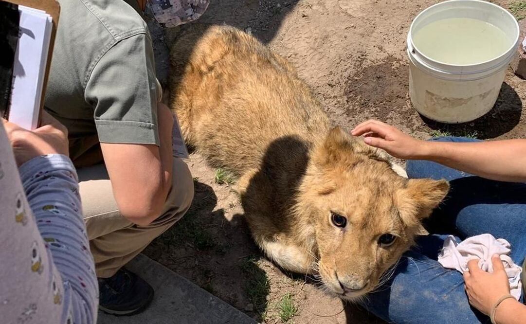 Cuando fue hallado por elementos de Protección Civil y Bomberos estaba deshidratado y en general en mal estado de salud. Foto: Especial