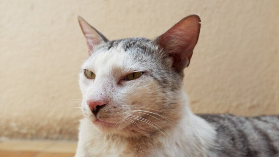 Gato con costras en las orejas. Fuente: Freepik