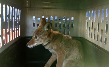 Coyote agresivo merodeaba en la alcaldía de Iztapalapa