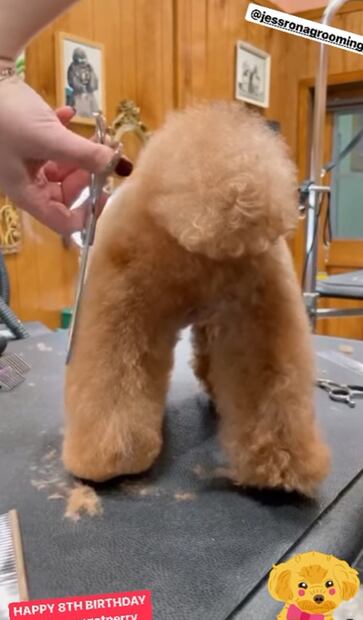  Así viven los perros de famosos: con más lujos que cualquier mortal