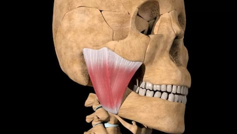 La nueva parte del cuerpo hallada por un grupo de científicos y para qué sirve