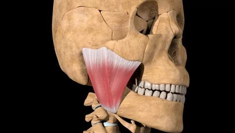La nueva parte del cuerpo hallada por un grupo de científicos y para qué sirve