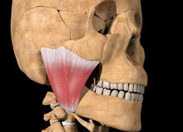La nueva parte del cuerpo hallada por un grupo de científicos y para qué sirve