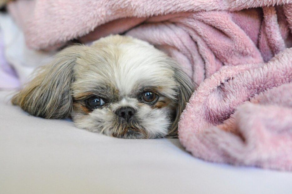 Consejos para mantener protegidos a los perros de las bajas temperaturas. Fuente: Freepik.