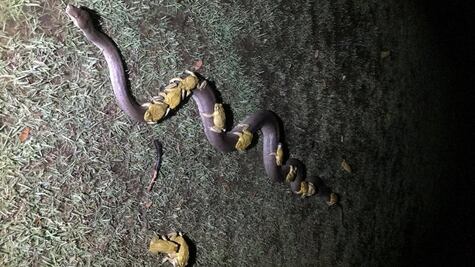 "Serpiente Uber": varios sapos "cabalgan" para salvarse de tormenta en Australia