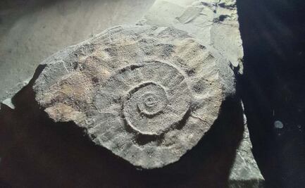 Confirman hallazgo de yacimiento de fósiles de amonites en Morelos; datan de hace 90 millones de años