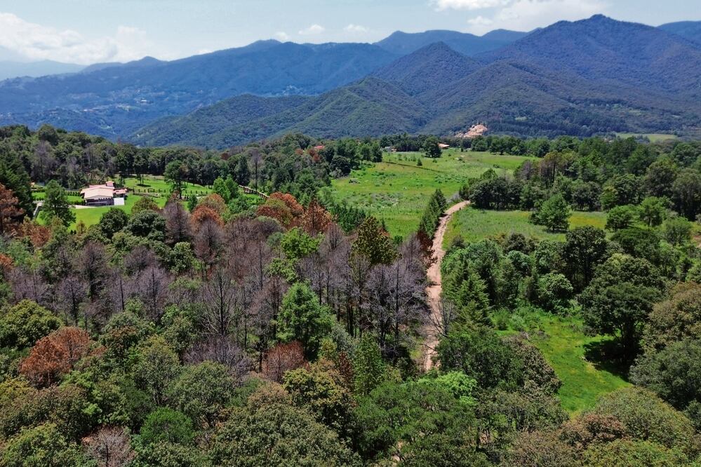 Bosque de agua, la lucha para evitar el ecocidio