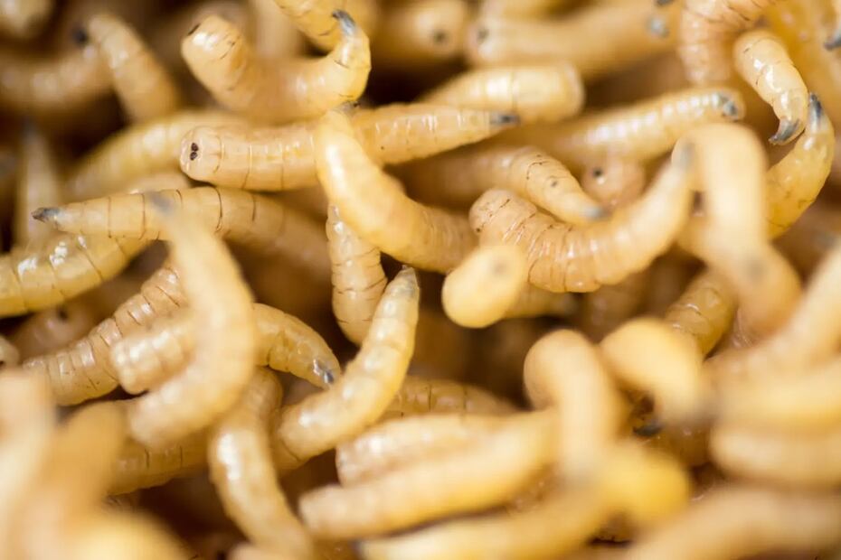 Se recomienda revisar que el ganado no presente heridas para evitarla infestación de gusano barrenador. Foto: Especial