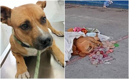 Rescatan y atienden a perrito que resguardó el cadáver de su amo en Metro Candelaria