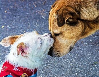 Hay un brunch con causa que apoya a los perritos sin hogar