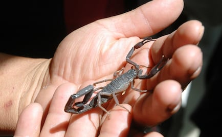 Mexican scientists isolate antibiotics from scorpion venom