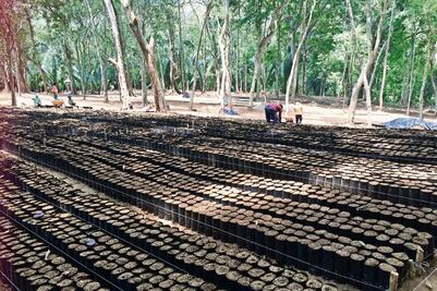 Impulso. Cafetaleros se unen para revivir cultivos