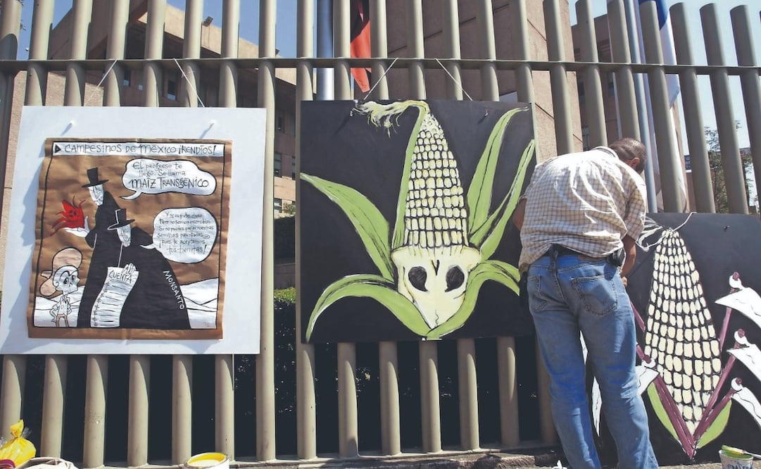 El gobierno mexicano aclaró que el panel se refiere sólo a las importaciones del grano, pero buscará prohibir su siembra en territorio nacional. Foto: de Juan Barreto. archivo AFP