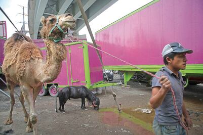 Circos pueden exhibir animales: Profepa