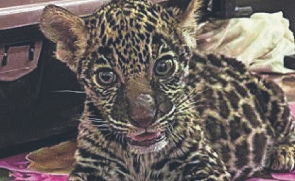 Un felino como mascota de las bandas delincuenciales representa poder, intimidación y una jerarquía ante el resto de los grupos. Fotos Especiales