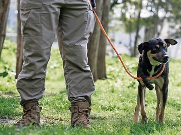 “Stinky”, el perrito rescatado tras “Otis” y que ahora busca hogar en la CDMX