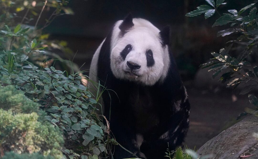 Xin Xin, la última panda de Latinoamérica. Fotos: AP