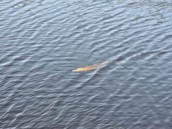 Adolescente cae de un puente y es devorado por cocodrilos en Lázaro Cárdenas, Michoacán; vacacionaba con su familia