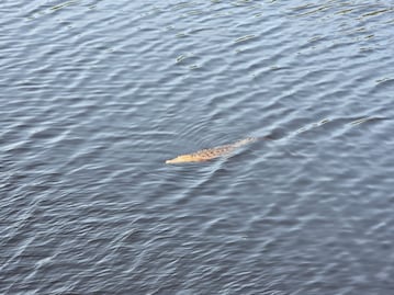 Adolescente cae de un puente y es devorado por cocodrilos en Lázaro Cárdenas, Michoacán; vacacionaba con su familia