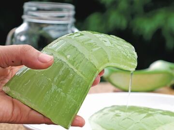 The many benefits of aloe vera