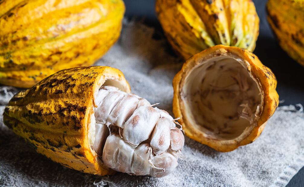 Grano de cacao fresco cubierto de pulpa. Foto: Canva