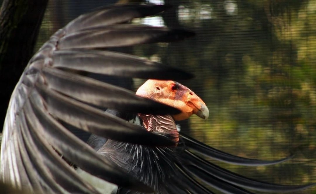 Cóndor de California. Foto: Especial.