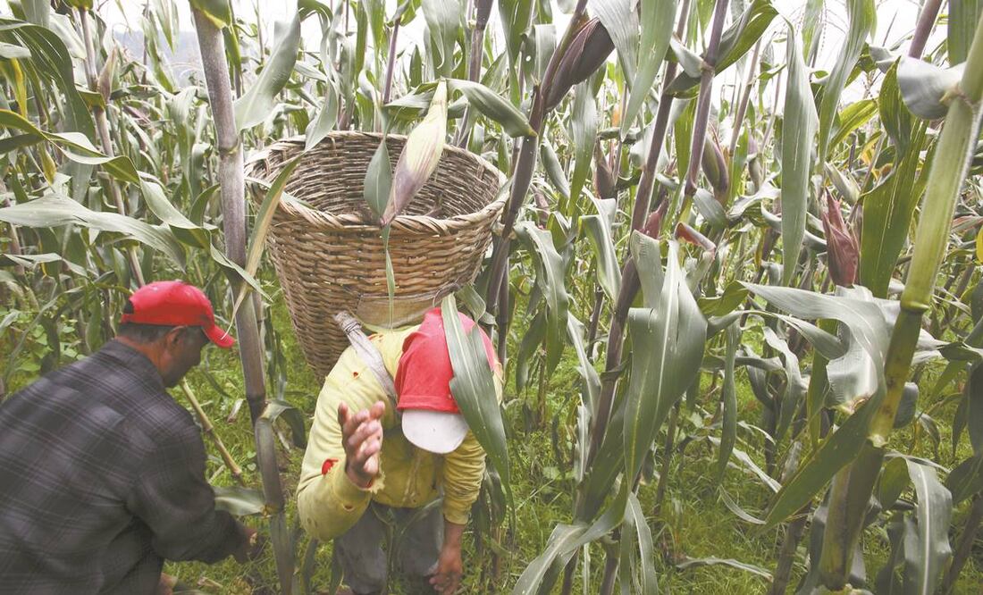 Calculan que en 2019 se produjeron 27.2 millones de toneladas de maíz en México. Foto: ARCHIVO EL UNIVERSAL